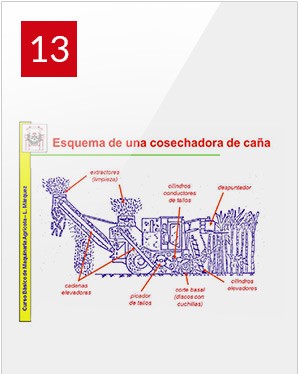 Caña de azúcar